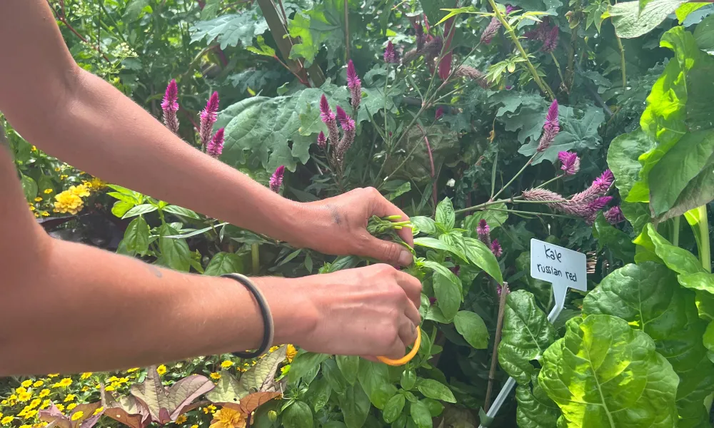 Clipping veggies from Chef's Garden