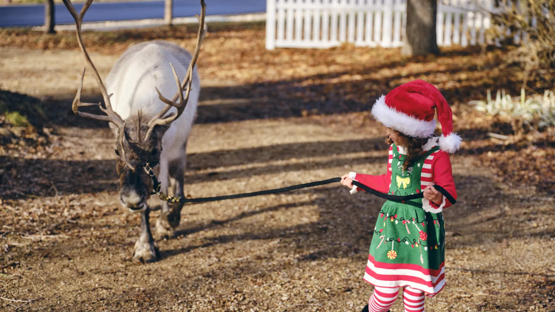 Young girl walking with a reindeer