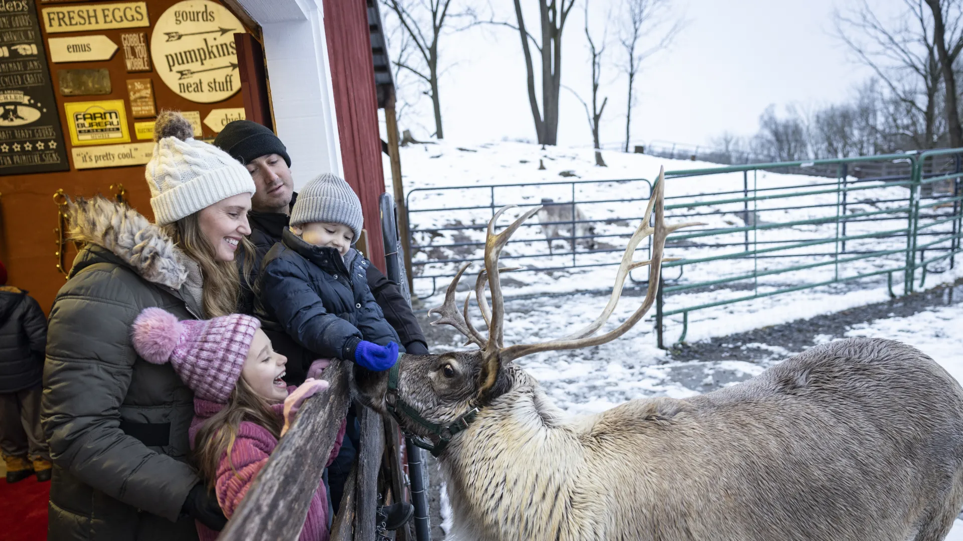 Family feeding reindeer. 