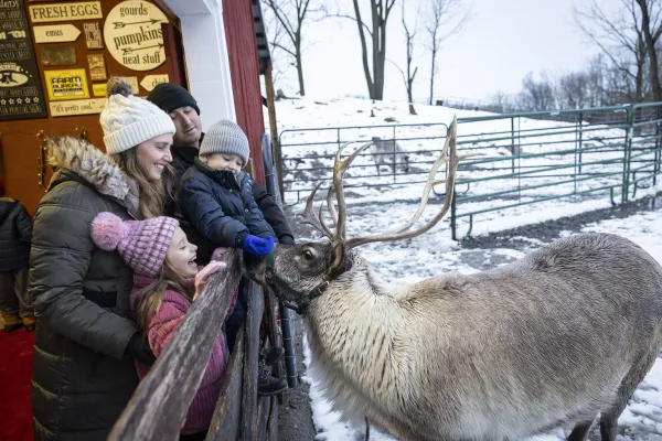 Family feeding reindeer. 