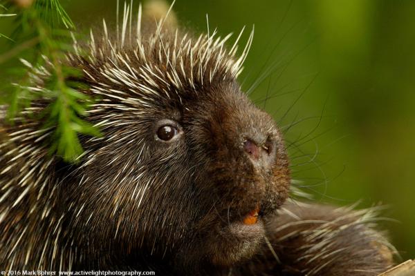 Porcupine