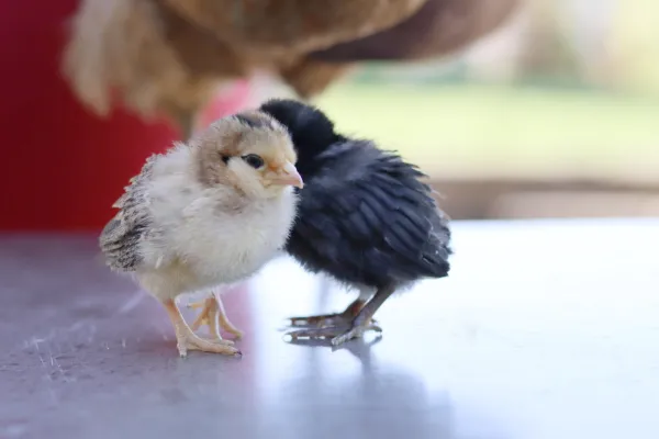 Baby chickens on table.