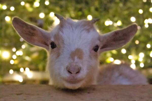 Close of up a goat.