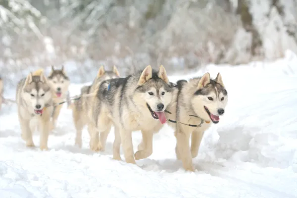 Huskey dogs pulling a sled in snow.