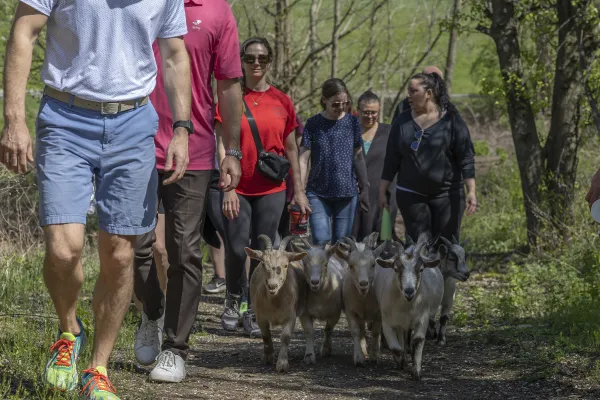 Goat hiking at Crystal Springs Resort