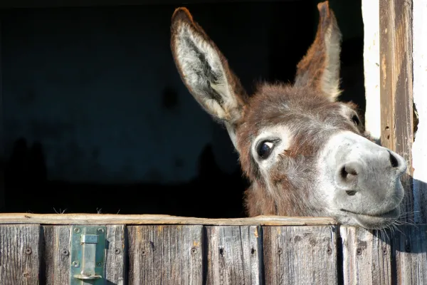 Donkey sticking its head out of a stable.