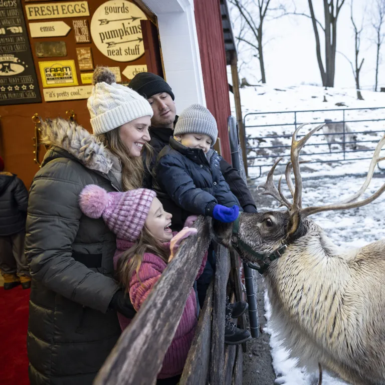 Family feeding reindeer. 