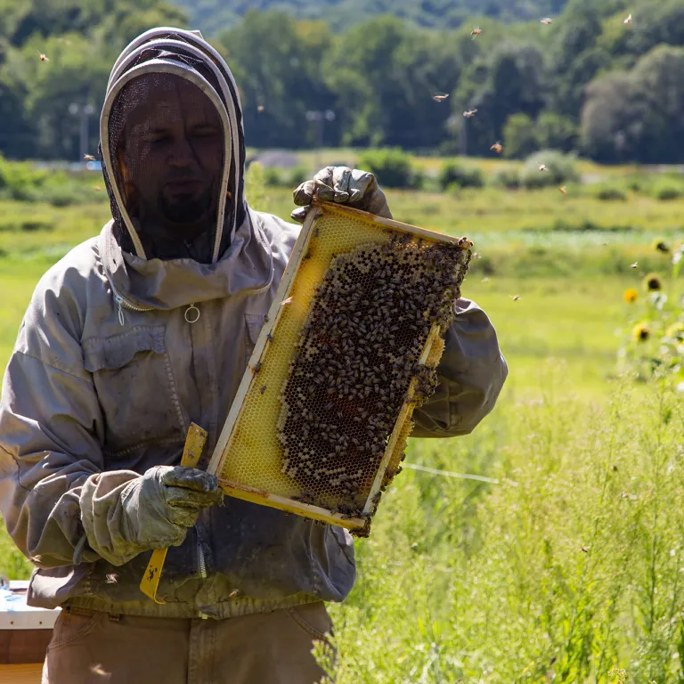 Beekeeping Maintenance