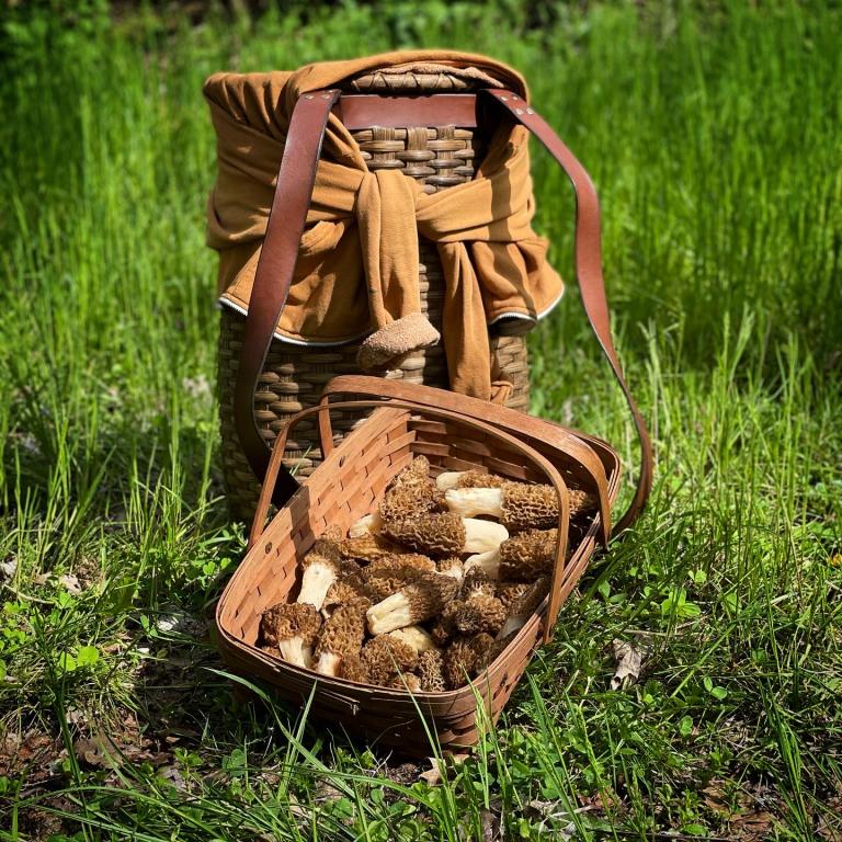 Morel Mushroom