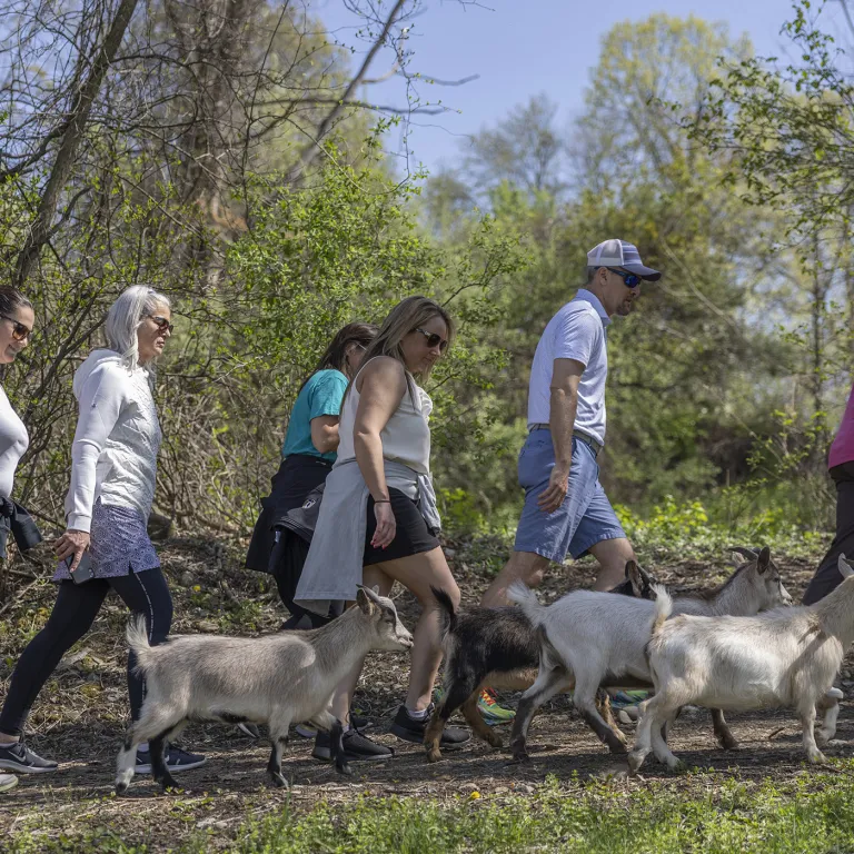 Group of people hiking with Goats at a resort close to NYC