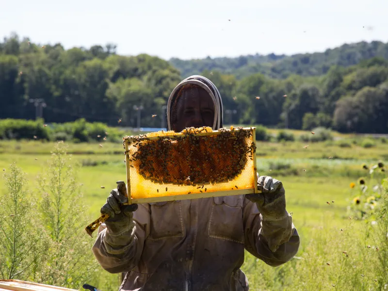 Bee keeper holding bee hive.