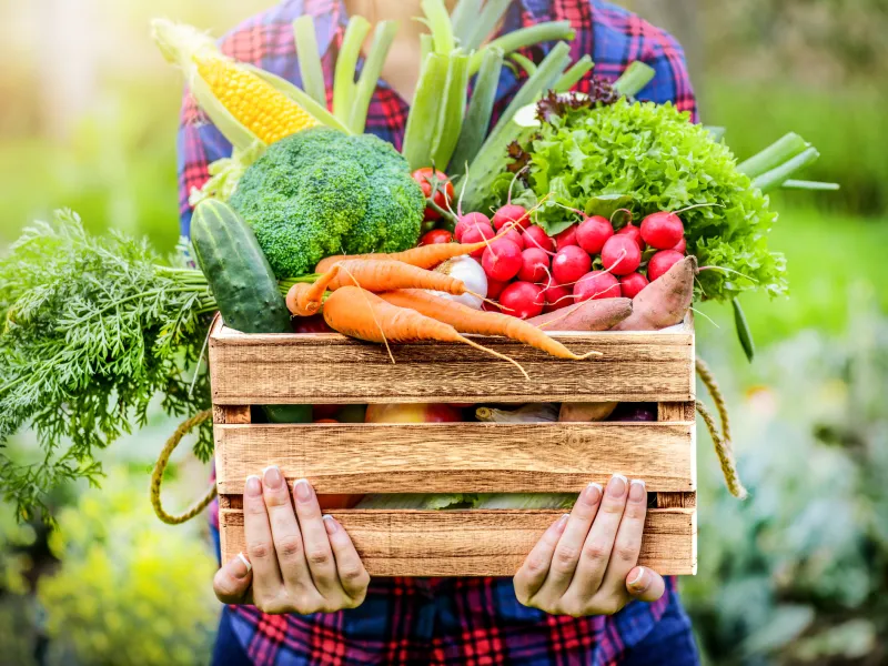 Person holding a basket full of vegetables. 