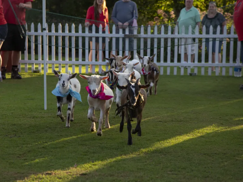 Goats racing at NJ Beer &amp; Food Festival